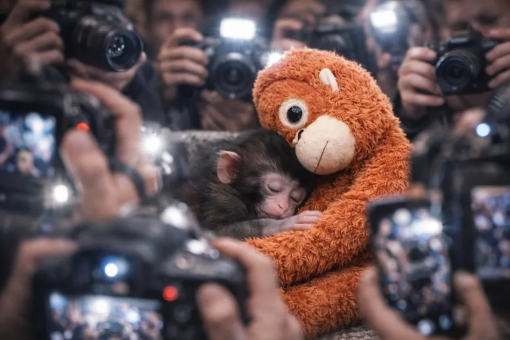 cute-punch-monkey-internet-sensation-with-fans-and-his-plush-toy