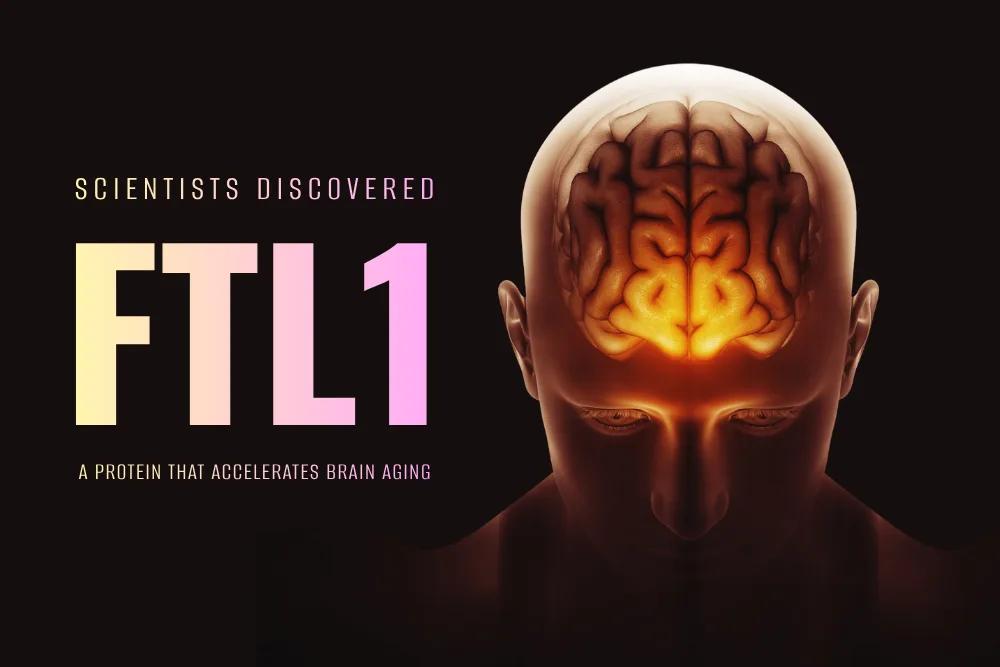 aging-brain-protein-FTL1
